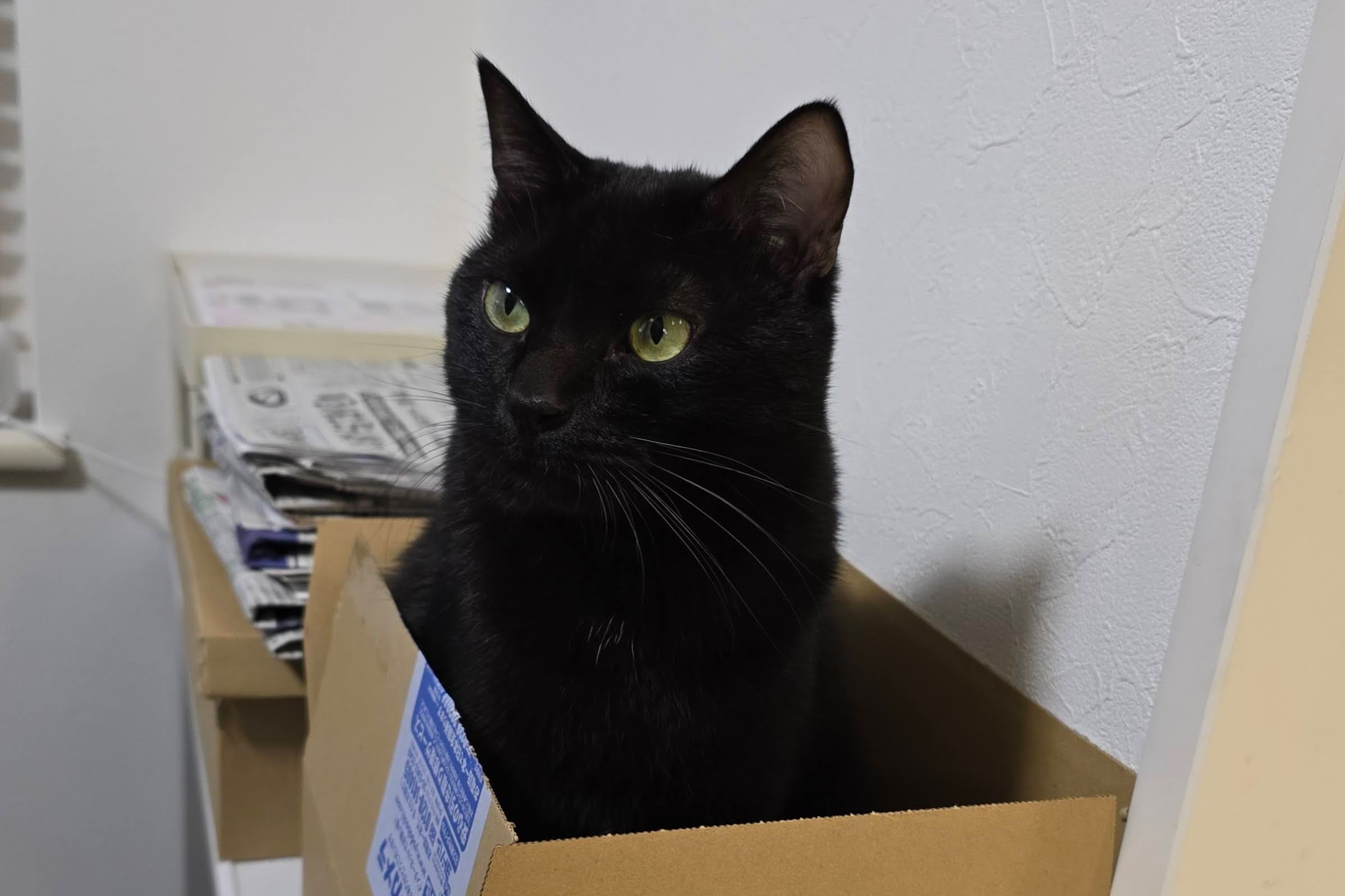 フリーランス4年目の春が来ました